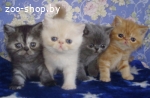 Экзотические котята