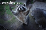 Енот