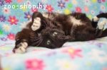 Фантик- ласковый котик в дар