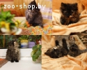 Фенотип котёнок сибирской кошки по имени Лейла 2 мес. в дар