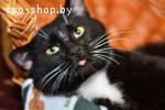 Франтик – молодой котик ищет дом!