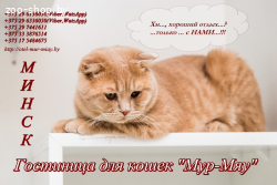 Гостиница для кошек "Мур-Мяу", Минск