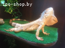 Игуана крассная