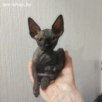 КАНАДСКИЙ СФИНКС КОТЕНОК КОШКА