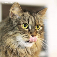 Катя в добрые руки