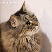 Катя в добрые руки