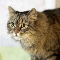 Катя в добрые руки