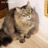 Катя в добрые руки