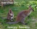Кенгуру Беннета