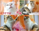 Кэтти – кошка на удачу и здоровье!!!