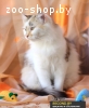 Кэтти – кошка на удачу и здоровье!!!