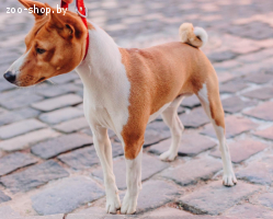 Кобель Басенджи для вязки