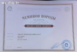 Кобель Басенджи для вязки