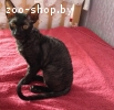 Корниш  рекс вязка