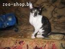 корниш рекс