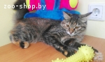 Кошечка ищет дом