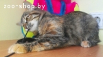 Кошечка ищет дом