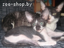 кошечка корниш рекс