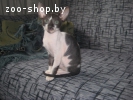 кошечка корниш рекс