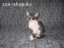 кошечка корниш рекс