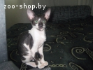 кошечка корниш рекс