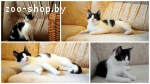 кошечка подросток ищет дом