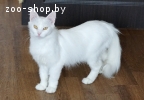 кошечка Пуся ищет дом