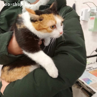 Кошка в дар