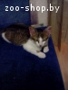 Котейку в дар