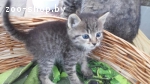 Котенок 1,5 месяца, мальчик в дар.