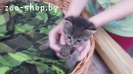 Котенок 1,5 месяца, мальчик в дар.