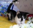 Котенок 2 мес- шустрый пацанчик лучшему хозяину!