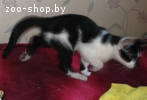 Котенок 2 мес- шустрый пацанчик лучшему хозяину!