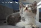 Котенок 2 мес. в дар , в добрые руки!