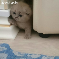 Котенок британский