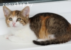 котенок девочка ищет дом