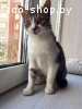 Котенок (девочка) Сирень в заботливые руки