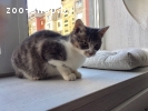 Котенок (девочка) Сирень в заботливые руки
