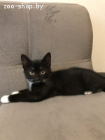 Котенок девочка