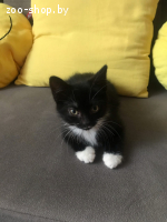 Котенок девочка