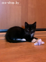 Котенок девочка
