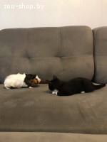 Котенок девочка