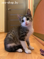 Котенок девочка