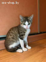 Котенок девочка