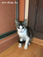 Котенок девочка