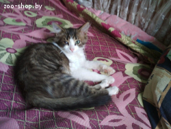 котенок ищет добрых хозяев