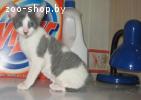котенок корниш-рекс