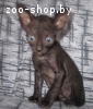 котенок корниш рекс