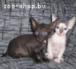 котенок корниш рекс