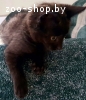 Котенок (мальчик) 2 мес. ищет дом